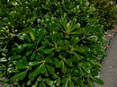 Pittosporum Tobira